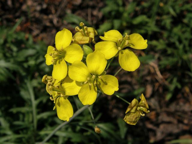 Křez tenkolistý (Diplotaxis tenuifolia (L.) DC.)