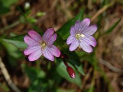 Vrbovka žabincolistá (Epilobium alsinifolium Vill.)