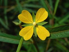 Zakucelka (Ludwigia longifolia (DC.) Hara)