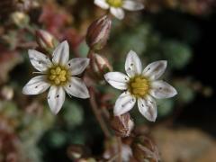 Rozchodník sivý (Sedum dasyphyllum L.)