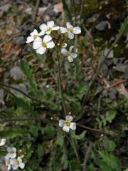 Řeřišničník (Cardaminopsis Hayek) 