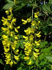 Štědřenec odvislý (Laburnum anagyroides Med.)