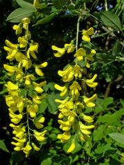 Štědřenec odvislý (Laburnum anagyroides Med.)