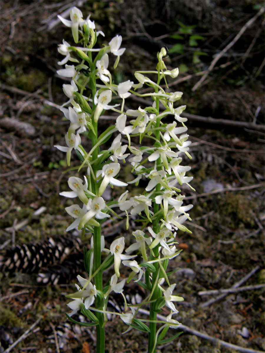 Vemeník dvoulistý (Platanthera bifolia L. C. Richard)