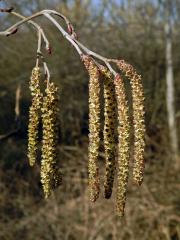 Olše šedá (Alnus incala (L.) Moench)   