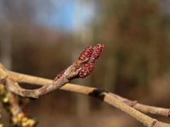 Olše šedá (Alnus incala (L.) Moench)