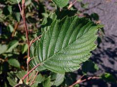 Olše šedá (Alnus incala (L.) Moench)