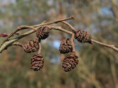 Olše šedá (Alnus incala (L.) Moench)