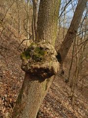 Nádor na dubu pýřitém (Quercus pubescens Willd.) (19a)