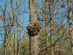 Nádor na dubu letním (Quercus robur L.) (20a)