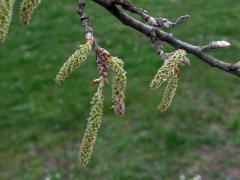 Topol bílý (Populus alba L.)