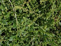 Řepa přímořská (Beta vulgaris var. maritima (L.) Arcang)