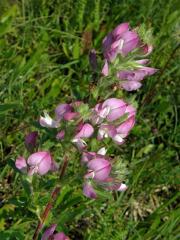 Jehlice rolní (Ononis arvensis L.)