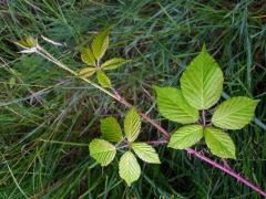 Ostružiník křovitý (Rubus fruticosus agg.)