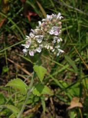 Šanta kočičí (Nepeta cataria L.)