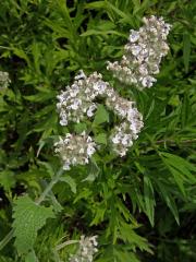 Šanta kočičí (Nepeta cataria L.)