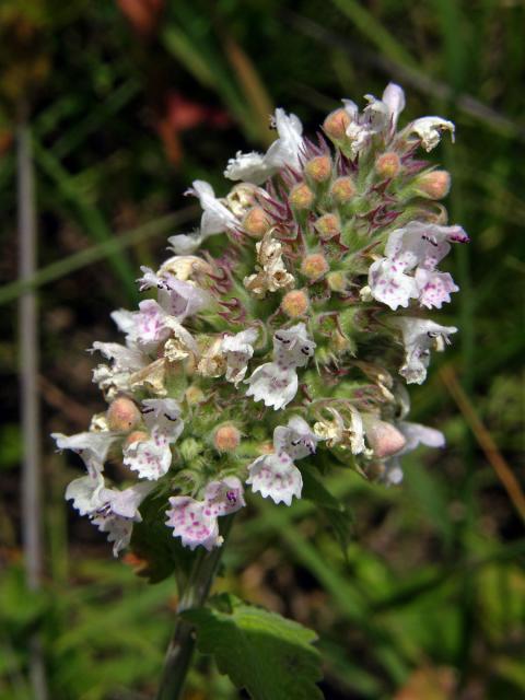 Šanta kočičí (Nepeta cataria L.)