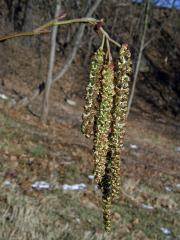 Olše Spaethova (Alnus × spaethii Callier)