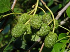 Olše Spaethova (Alnus × spaethii Callier)