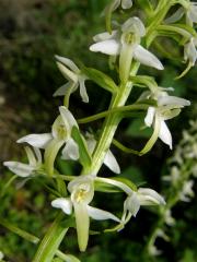 Vemeník dvoulistý (Platanthera bifolia L. C. Richard)