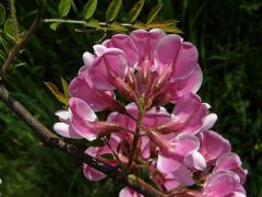 Trnovník (Robinia kelseyi Hutch.)