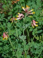 Capnoides sempervirens (L.) Borkh.