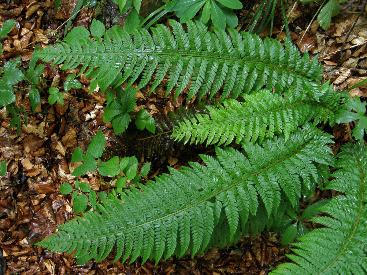 Kapradina laločnatá (Polystichum aculeatum (L.) Roth.)