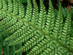 Kapradina laločnatá (Polystichum aculeatum (L.) Roth.)