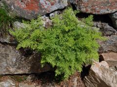 Jinořadec kadeřavý (Cryptogramma crispa (L.) Hooker)