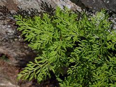 Jinořadec kadeřavý (Cryptogramma crispa (L.) Hooker)