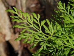 Jinořadec kadeřavý (Cryptogramma crispa (L.) Hooker)