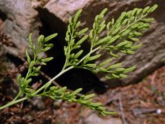 Jinořadec kadeřavý (Cryptogramma crispa (L.) Hooker)