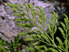 Jinořadec kadeřavý (Cryptogramma crispa (L.) Hooker)