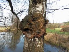 Nádor na bříze bělokoré (Betula pendula Roth) (49)