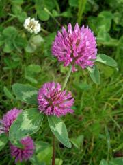 Jetel luční (Trifolium pratense L.)