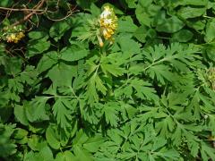 Dymnivka (Corydalis nobilis (L.) Pers.)