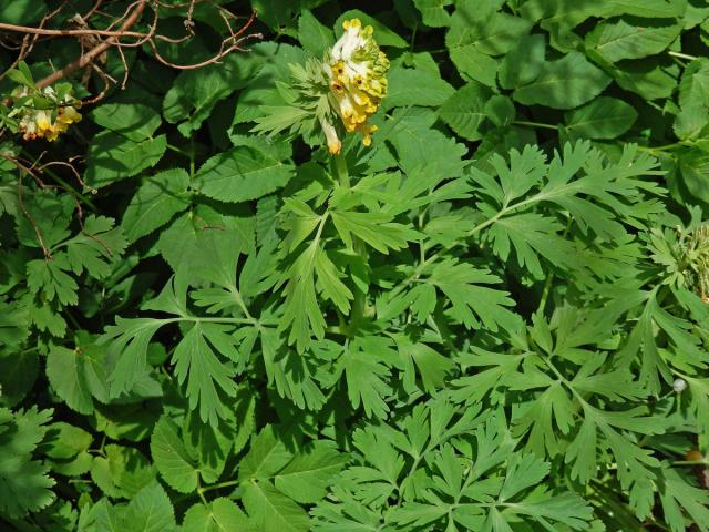 Dymnivka (Corydalis nobilis (L.) Pers.)