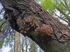 Lípa velkolistá (Tilia platyphyllos Scop.) (26) s nádorem na kmeni