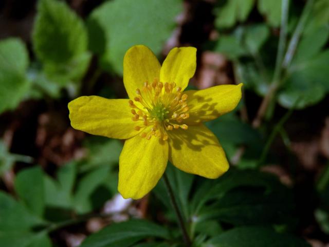 Sasanka pryskyřníkovitá (Anemone ranunculoides L.) s šestičetným květem (1b)