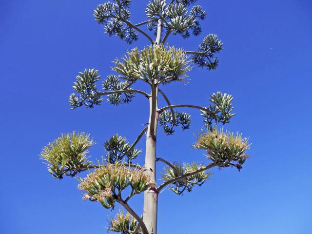 Agáve obecná (Agave americana L.)