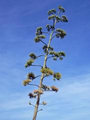 Agáve obecná (Agave americana L.)