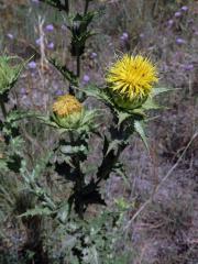 Světlice (Carthamus arborescens L.)