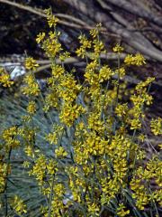 Retama (Retama sphaerocarpa (L.) Boiss.)