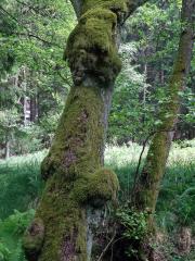 Tumor na olši lepkavé (Alnus glutinosa (L.) Gaertn.) (13b)