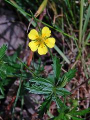 Mochna nátržník (Potentilla erecta (L.) Rauschel) s pětičetným květem (4a)