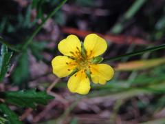 Mochna nátržník (Potentilla erecta (L.) Rauschel) s pětičetným květem (4b)