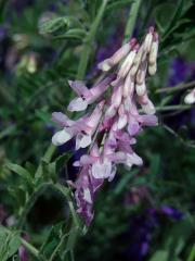 Vikev huňatá (Vicia villosa Roth) s růžovými květy (2b)