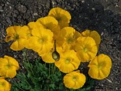 Mák (Papaver nudicaule L.)