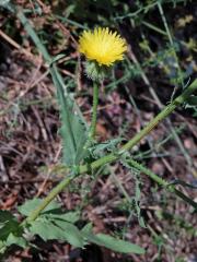 Klepucha (Urospermum picroides (L.) Scop. ex F. W. Schmidt)  