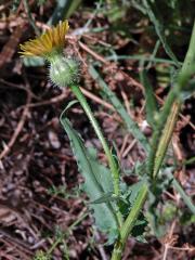 Klepucha (Urospermum picroides (L.) Scop. ex F. W. Schmidt